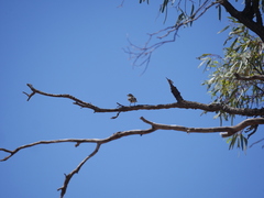Aphelocephala leucopsis