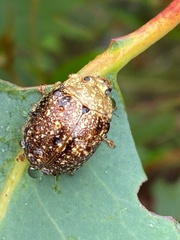 Paropsis variolosa