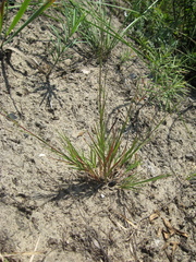 Cleistogenes squarrosa