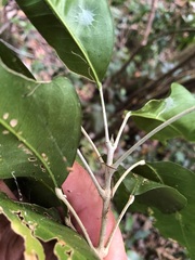 Sarcomelicope simplicifolia