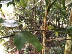 Sarcomelicope simplicifolia