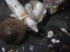 Paraclinus integripinnis