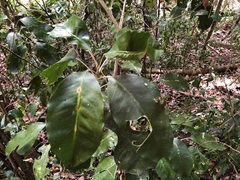 Sarcomelicope simplicifolia