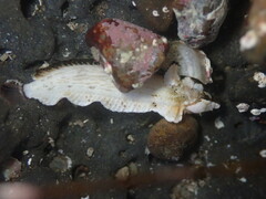 Paraclinus integripinnis