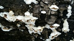 Gloeoporus dichrous
