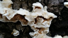 Gloeoporus dichrous