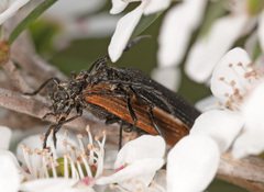 Pseudolycus marginatus