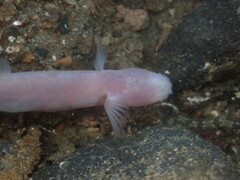 Typhlogobius californiensis
