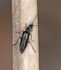 Ischnomera sublineata