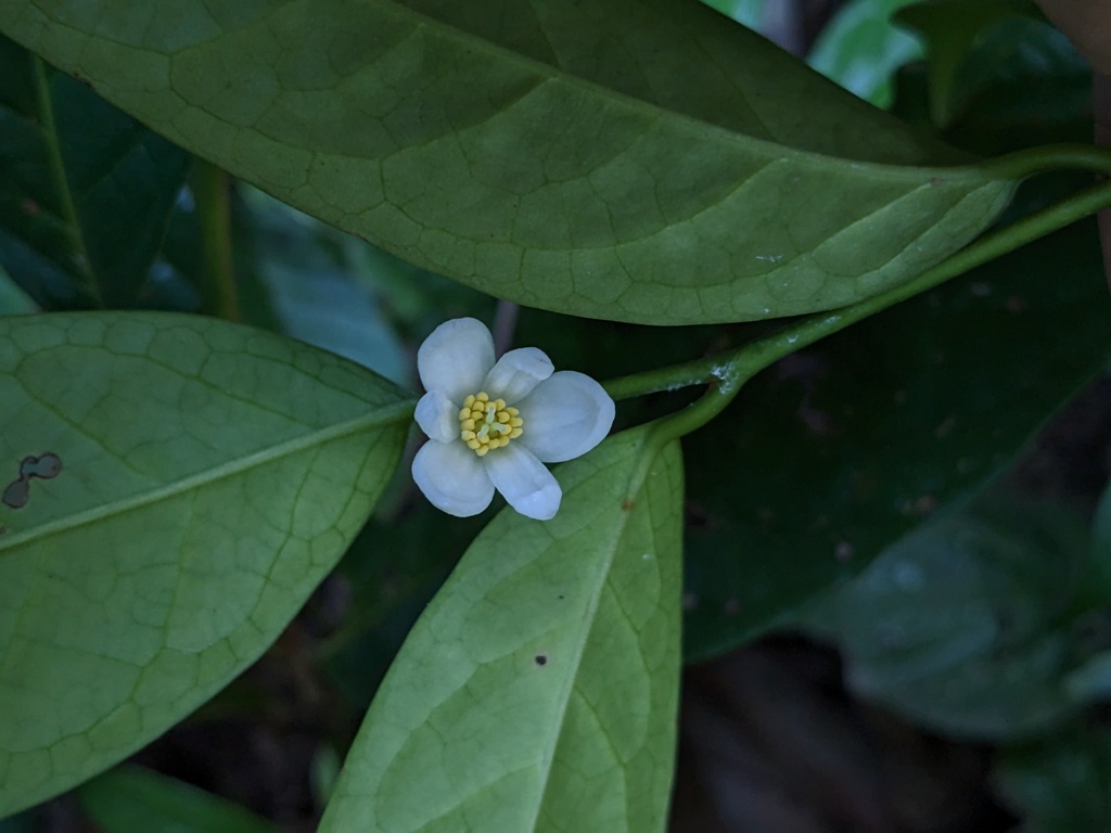 Anaxagorea luzonensis (Anaxagorea luzonensis)