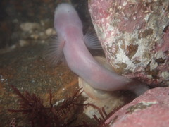 Typhlogobius californiensis