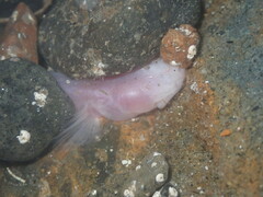 Typhlogobius californiensis