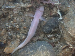 Typhlogobius californiensis