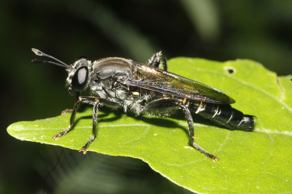 Mydas annularis