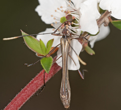 Enchoptera apicalis