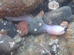 Typhlogobius californiensis