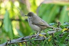 Pycnonotus conradi