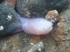 Typhlogobius californiensis