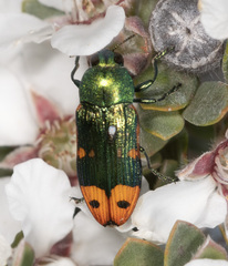 Castiarina ocelligera