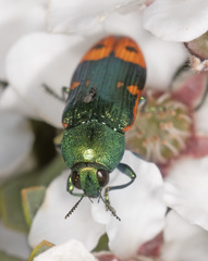Castiarina ocelligera