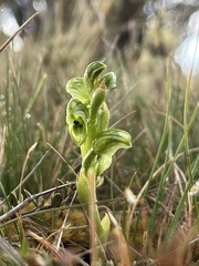 Pterostylis pratensis