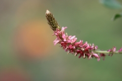 Indigofera hirsuta