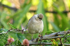 Pycnonotus conradi