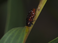 Diphucrania albosparsa