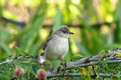 Pycnonotus conradi