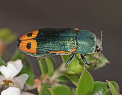 Castiarina ocelligera