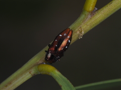 Diphucrania albosparsa