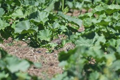 Nothoprocta perdicaria