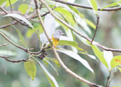 Culicicapa ceylonensis