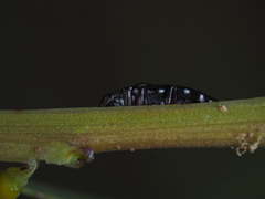 Diphucrania albosparsa