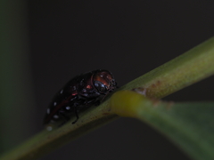 Diphucrania albosparsa