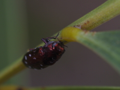 Diphucrania albosparsa