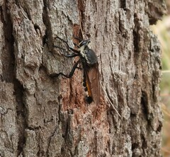 Blepharotes coriarius