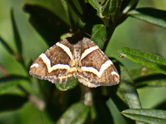 Chrysolarentia oxygona