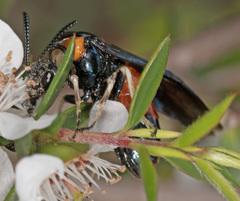 Lophyrotoma interrupta