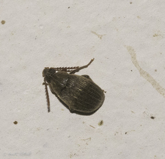 Acanthoscelides