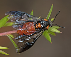 Lophyrotoma interrupta