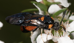 Lophyrotoma interrupta