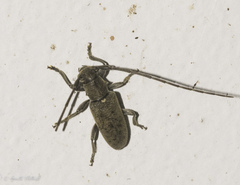 Aegomorphus circumflexus