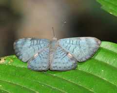 Emesis fastidiosa