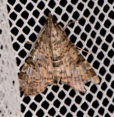 Dysallacta negatalis