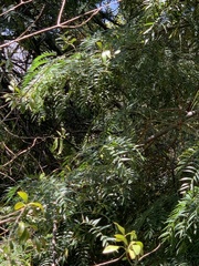 Acacia elata