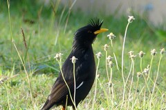 Acridotheres grandis