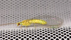 Italochrysa insignis