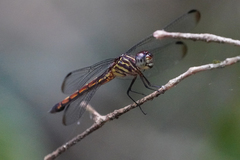 Cannaphila insularis