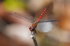 Elasmothemis cannacrioides
